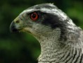 /album/fotogalerie-ptaci/jestrab-jpg1/